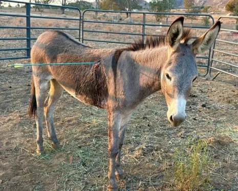Wild Ass Recovering After Newest Projectile Strike on Feral Donkeys in California